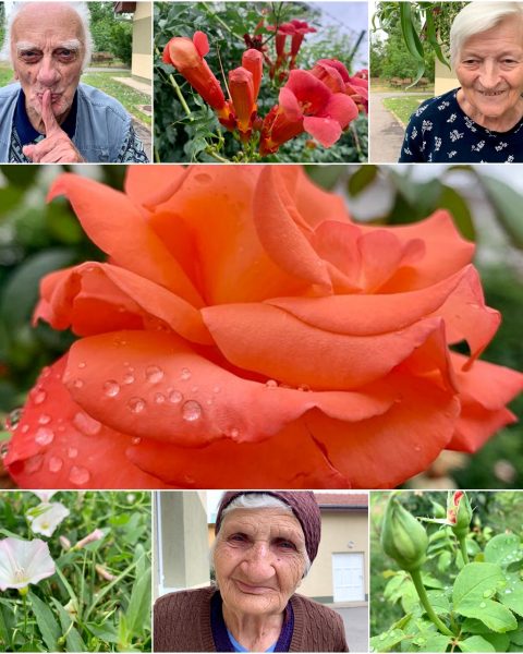 Colaj - Bunici printre flori și picături de ploaie
